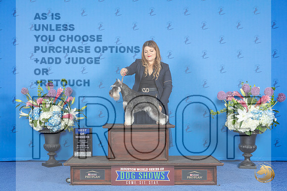 Miniature Schnauzer # WED BOW M Judge Christine Erickson __JP_8944_Houston_2024_HR3
