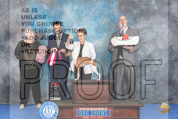 Italian Greyhound #24 WED BOS OH Judge Joao Machado__JP_6642_Houston_2024_HR3