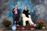 Poodle Std #23 Fri WDBOSBPIS Judge Dale Martenson