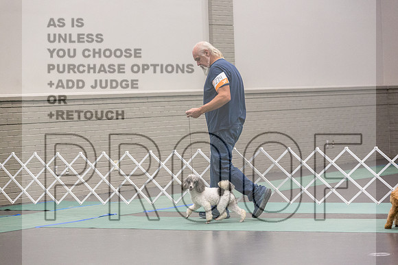 Poodle Sat Ring_JJL_0831_UKCLNGVIEWOCT2024_2024_HR3