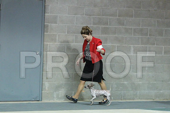 AmerHairlessCCL_1716LR