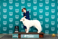 Great Pyrenees #589 Thur T10BOB Judge Diane Price