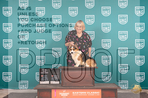 Pembroke Welsh Corgi #202 Sat TD note__JP_2213_UKCEastern_2024_HR3