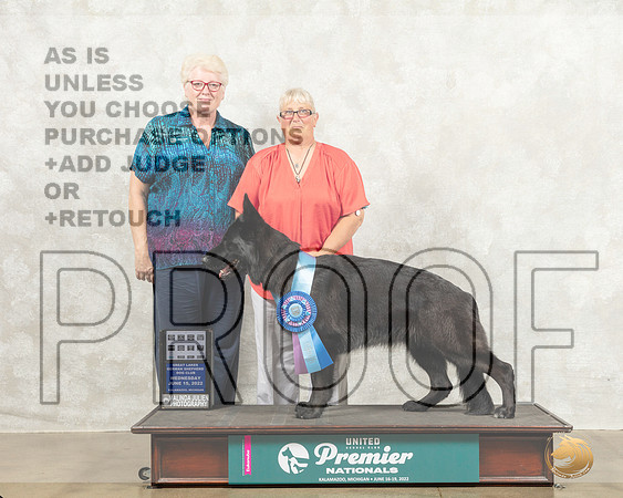 German Shepherd Dog #201 Wed PerfTD Judge Karen Cattin_MMJ_6685_Premier_2022_HR3