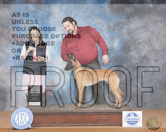 Belgian Malinois #8 Fri WB BOS Judge Joan Liebes rBelgian Malinois #8 Fri WB BOS Judge Joan Liebes r_WP_9909e-NRKC2025-HR3