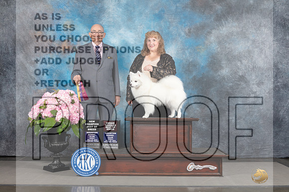 American Eskimo #6 Sat BOBOHOB Judge Joe Walton-_MJ_6884e_Hstn2022-HR3