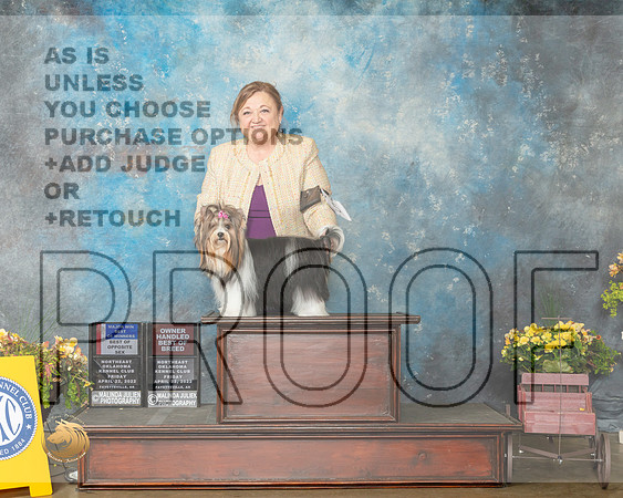 Biewer Terrier #8 Fri BOWBOS Judge Eugene Blake-MMJ_0476-NWARK2022-HR3