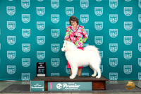 Samoyed #531 Thur T10BOB Judge Rick Gan