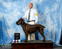 Cane Corso Sun G1 James Brasier