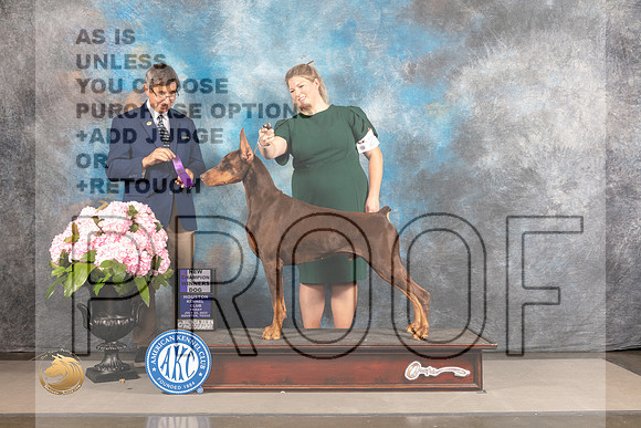 Doberman Pinscher #31 FRI WD NCH Judge RIchard Powell_MJ_5610_Houston_2022_HR3