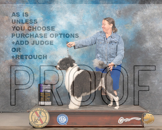 Portuguese Water Dog #5 Fri WD Judge Gary Andersen rMMJ_5271_Mdlnd2022_HR3