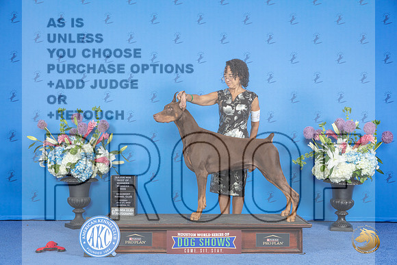 Doberman #9 SUN WD BOW M Judge Annella Cooper__JP_0092_Houston_2024_HR3