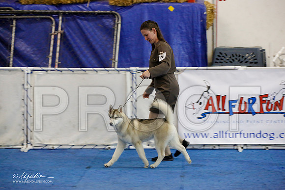 _M3_9327-AddisonHuskyMar2015-HR3