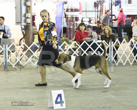 Group Hound Saturday - 0017-2