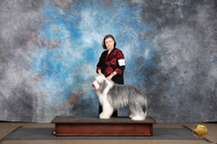 Bearded Collie #307 Sat G4 Judge Brenda and Jennifer Landers R