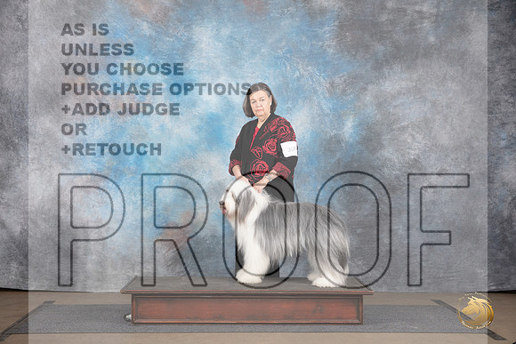 Bearded Collie #307 Sat G4 Judge Brenda and Jennifer Landers R__JP_2850_LongviewTX_2024_HR3