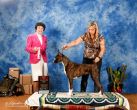 Boxer #8 Sat BOS +A1
