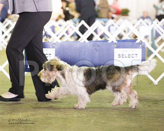 PBGV-4335