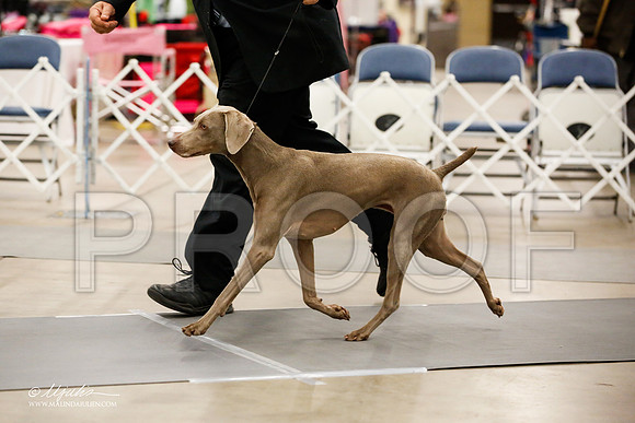 _JJ_7562-2-AddisonHuskyMar2015-HR3