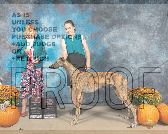 Greyhound #5 Sat BOSOHBOB Judge Shelly Hennessy-_MJ_5551e_Belton2022-HR3