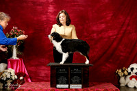 Miniature American Shepherd Sun S2 New In'tl Ch gloria Kury 2
