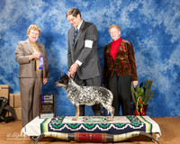 Australian Cattle Dog #44 Sat WB Maj +A2