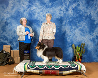 Shetland Sheepdog #15 Sat BOW WD