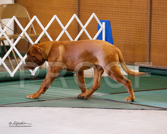 Dogue-8459-NormNov13-HR