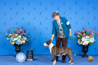 Bull Terrier Colored #9 FRI WB BOW M Judge Ann Yuhasz r