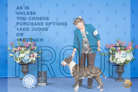 Bull Terrier Colored #9 FRI WB BOW M Judge Ann Yuhasz r__JP_9310_Houston_2024_HR3