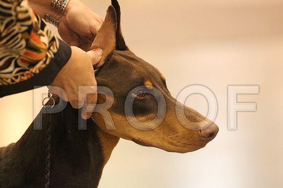 Dobe-0371