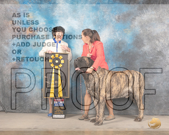 Mastiff #5 Sun BIS Judge Barbara AldermanMMJ_5893_Mdlnd2022_HR3