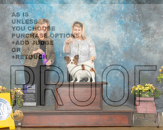 Papillon #18 Sat WB Judge Deidre Petrie-MMJ_0612-NWARK2022-HR3