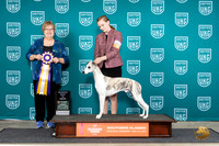 Whippet #610 Sun RBIS Judge Mary Ellen Meyer