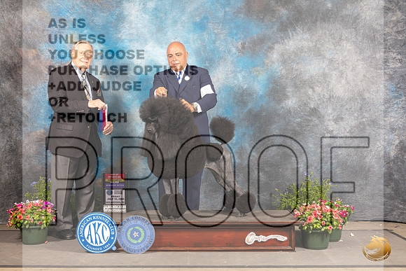 Poodle Std #12 Fri BOSWBCh Judge David Bolus_MJ_0018_SA_2022_HR3