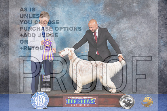 English Setter #5 WED BOB Judge Wood Wornall_JP_7267e_Houston_2024-HR3