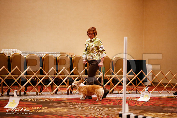 _JJ_7202-HstnCorgiFeb2015-HR3