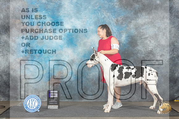 Great Dane #9 Sat WD Judge Debra Thornton r__JP_3896_Lubbock_2024_HR3