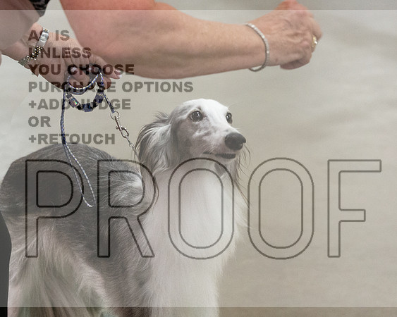 Silken Windhound # Ringside Sat-JJL_3816e_LongviewTXAug2024-HR3