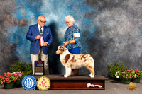 Australian Shepherd #18 WBBOS Judge Michael Canalizo