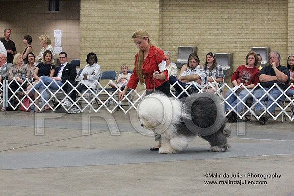 OldEnglSheep-1856LR