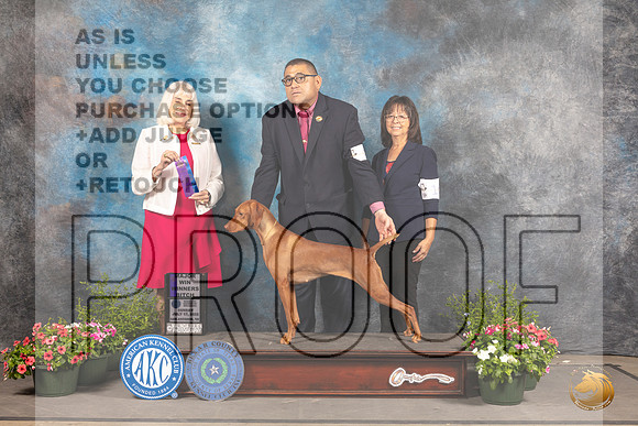 Vizsla #16 Sun WBM Judge Jan Paulk_MJ_0770_SA_2022_HR3