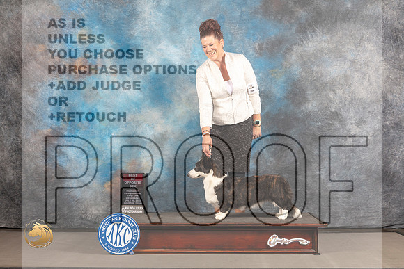 Cardigan Welsh Corgi #22 WED BOS Judge Barbara Alderman_MJ_2055_Houston_2022_HR3