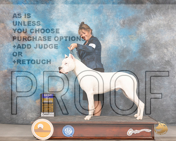 Dogo Argentino #9 Thurs BOB Judge Del RichardsMMJ_2262_Mdlnd2022_HR3