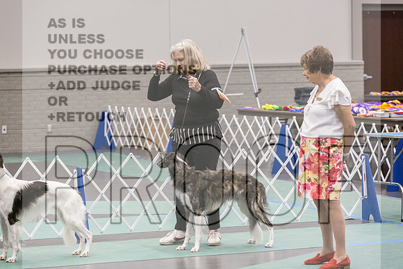 Silken Windhound Ring Sat_JJL_8349_UKCLNGVIEWOCT2024_2024_HR3