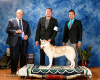 Siberian Husky #16 Sat WB Maj +A1