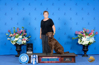 Chesapeake Bay Retriever #? FRI NT AKC Judge ?