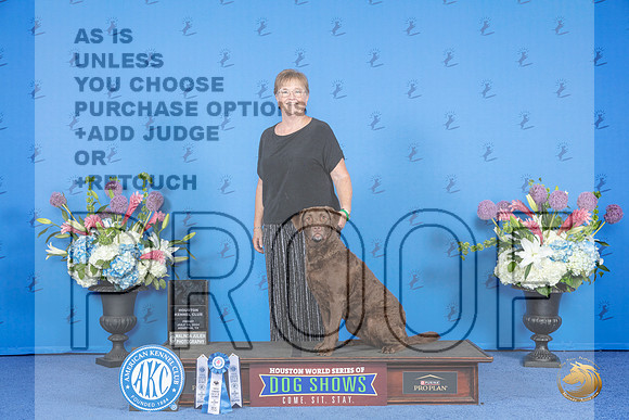 Chesapeake Bay Retriever # FRI NT AKC Judge __JP_9039_Houston_2024_HR3