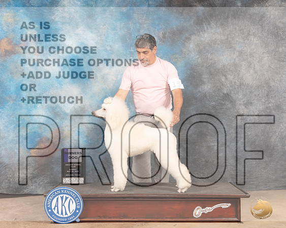 Poodle Std #15 Sun WD Judge Pat Trotter-MMJ_4854-Abilene2022-HR3