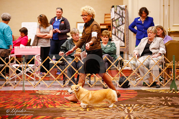 _JJ_0060-HstnCorgiFeb2015-HR3
